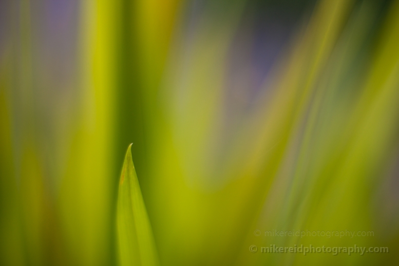 Soft feathery grasses rendered as an abstract pattern with gentle green tones